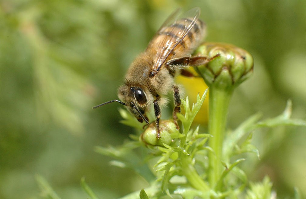 L’abeille jaune italienne (Apis Mellifera Ligustica)