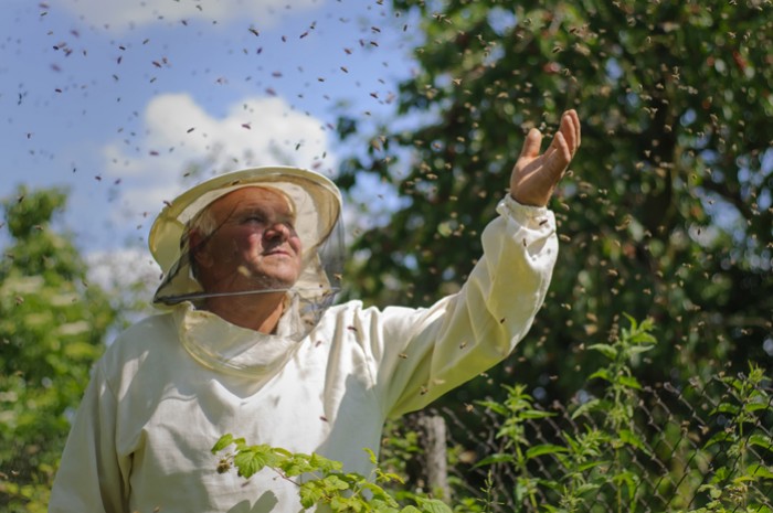 Se lancer dans l'apiculture aujourd'hui