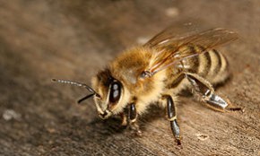 L’abeille carniolienne (Apis mellifera carnica)