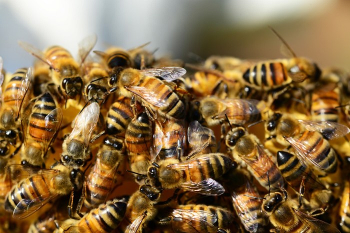 Comment bien utiliser le chasse-abeille ?