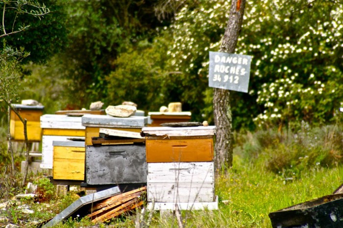 Acheter une ruche d'occasion : quelques conseils
