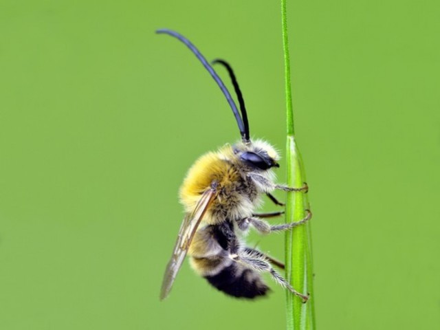 Les abeilles sauvages et solitaires