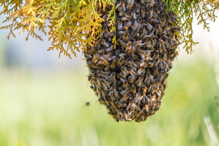 Comment capturer un essaim d'abeilles