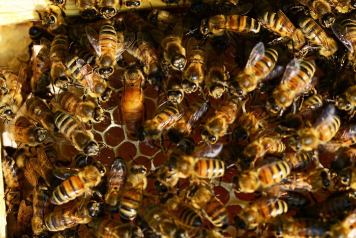 Découvrez comment une abeille devient reine ?