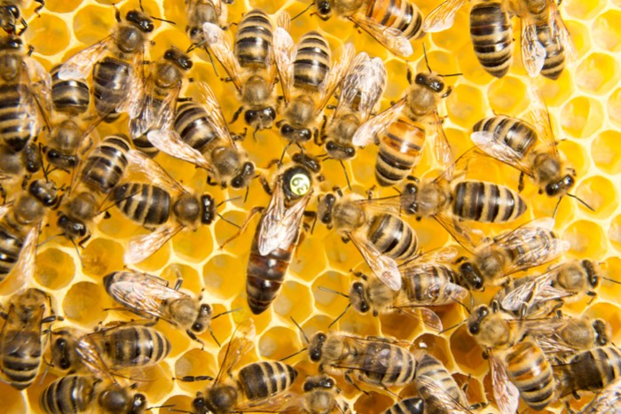 Comment identifier et marquer facilement la reine des abeilles