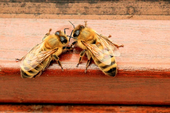 La première ruche transparente et « une fenêtre sur le monde des abeilles  », l'étonnante invention d'Ivry-B - NeozOne