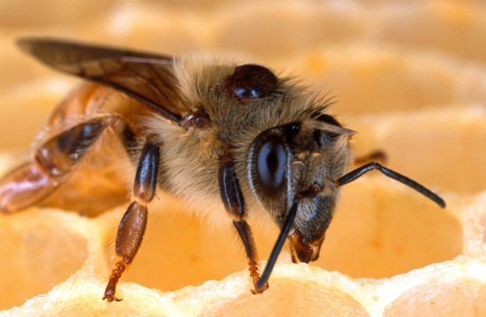 Le Varroa et la varroase : en savoir plus