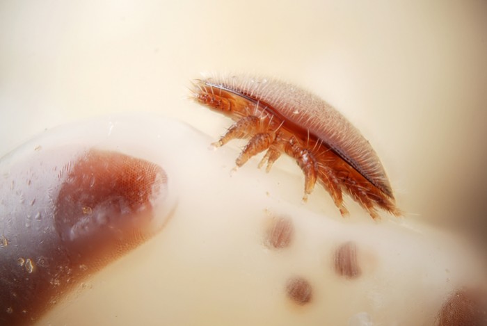 Comment faire un traitement varroa à l'acide oxalique en été