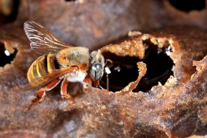 Le renouveau de l'abeille Maya