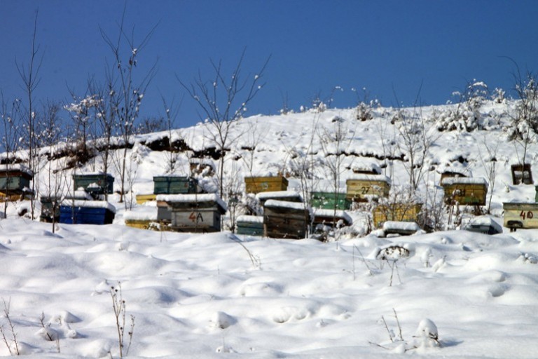 Janvier, les abeilles se reposent, que doit faire l'apiculteur ?