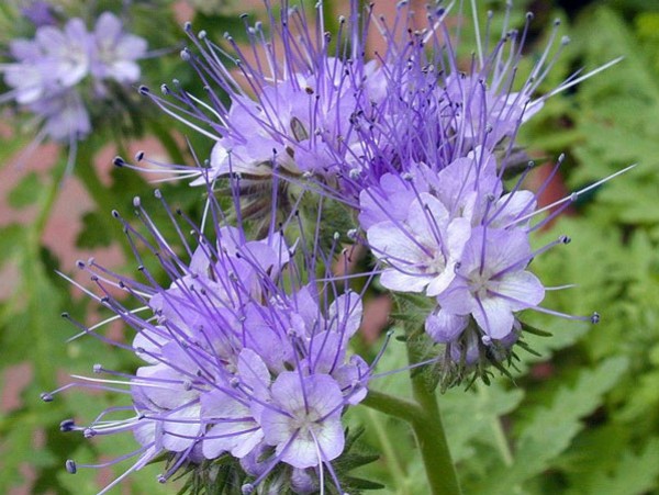 Plante mellifère : la phacélie