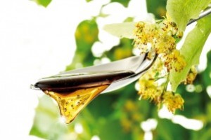 Tout savoir sur le miel de Tilleul