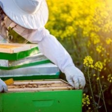 Tout savoir sur le miel de Colza