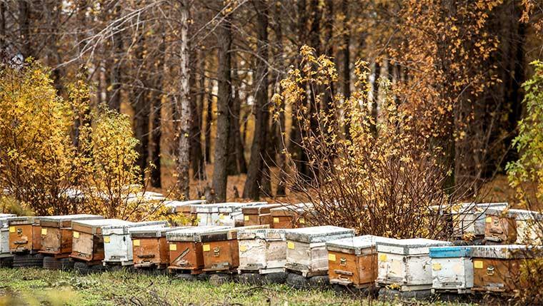 Plante mellifère : la moutarde blanche