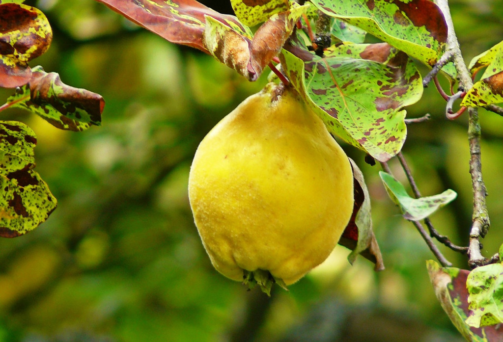 Les principaux ravageurs des plantes fruitières