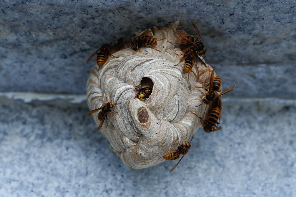 Tout savoir sur le nid de frelons