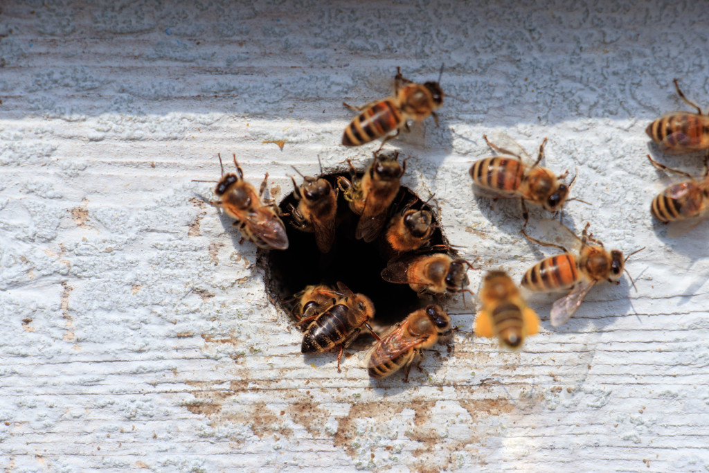 Un Outil De L'apiculteur Pour Travailler Avec Les Abeilles. Couvercle De  Cire De Coupe Fumeur Avec Fourchette Chaude De Nid D'abei Image stock -  Image du apiculteurs, miel: 217896125