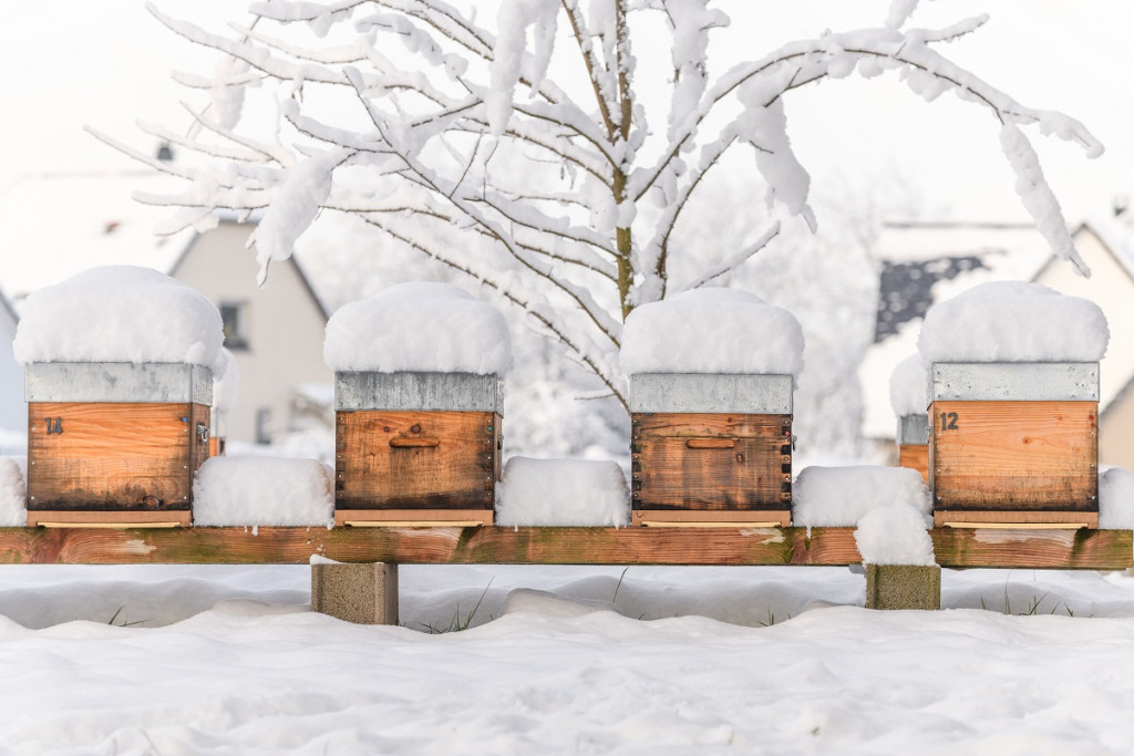 L'apiculture en février: notre guide complet