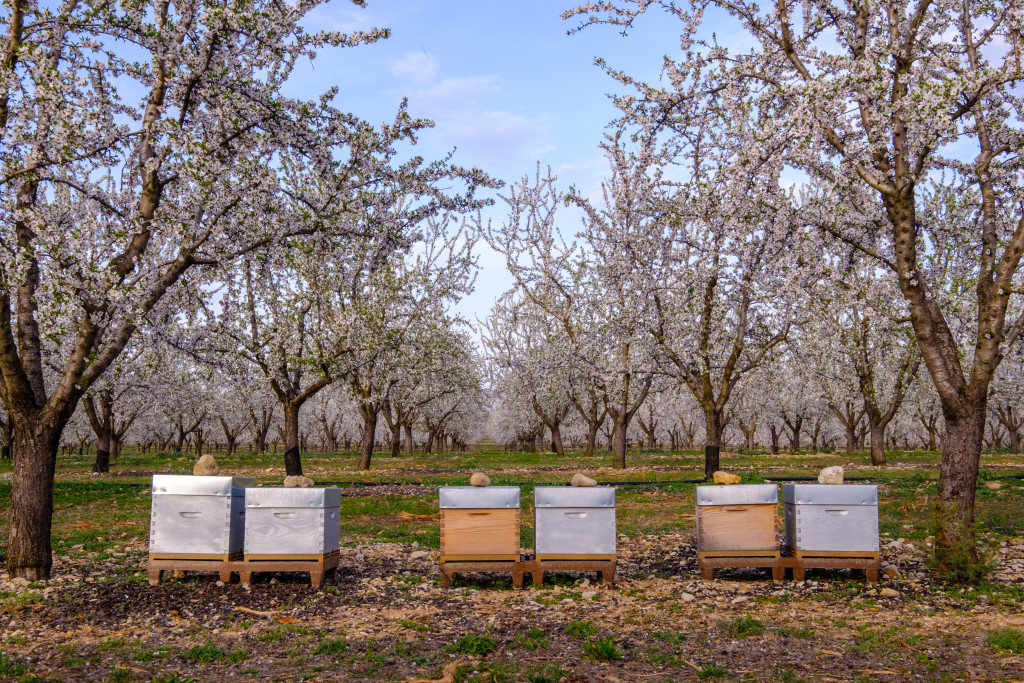 Conduire ses ruches en mars