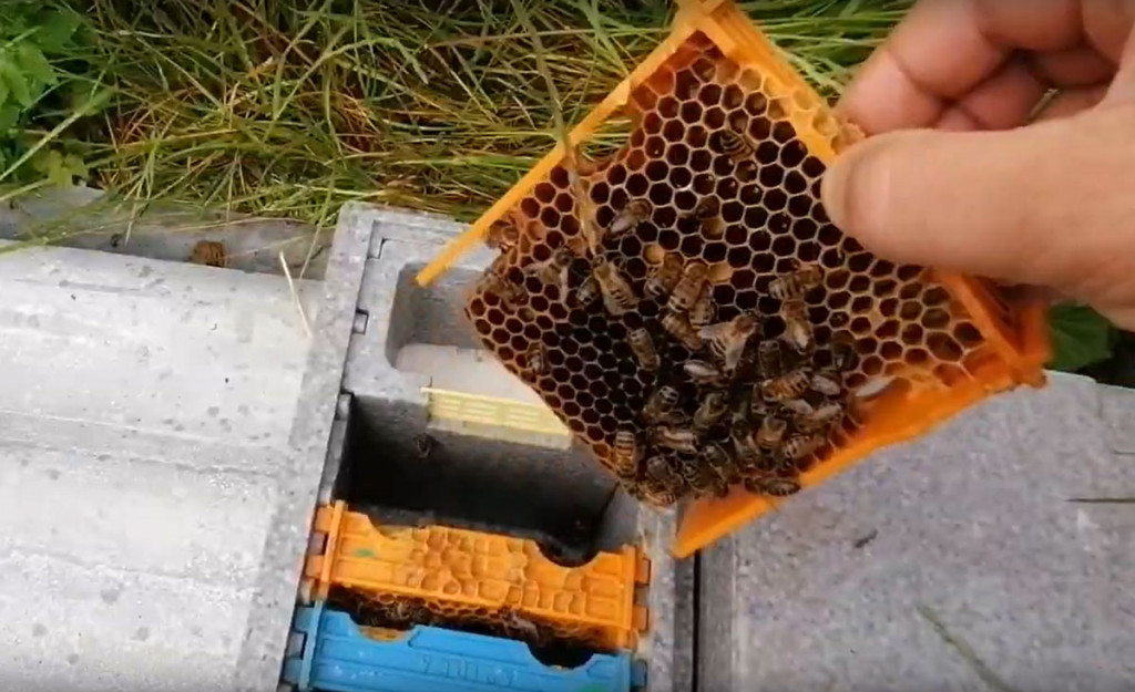 Nuclei en apiculture : rôle, fonctionnement et intérêt