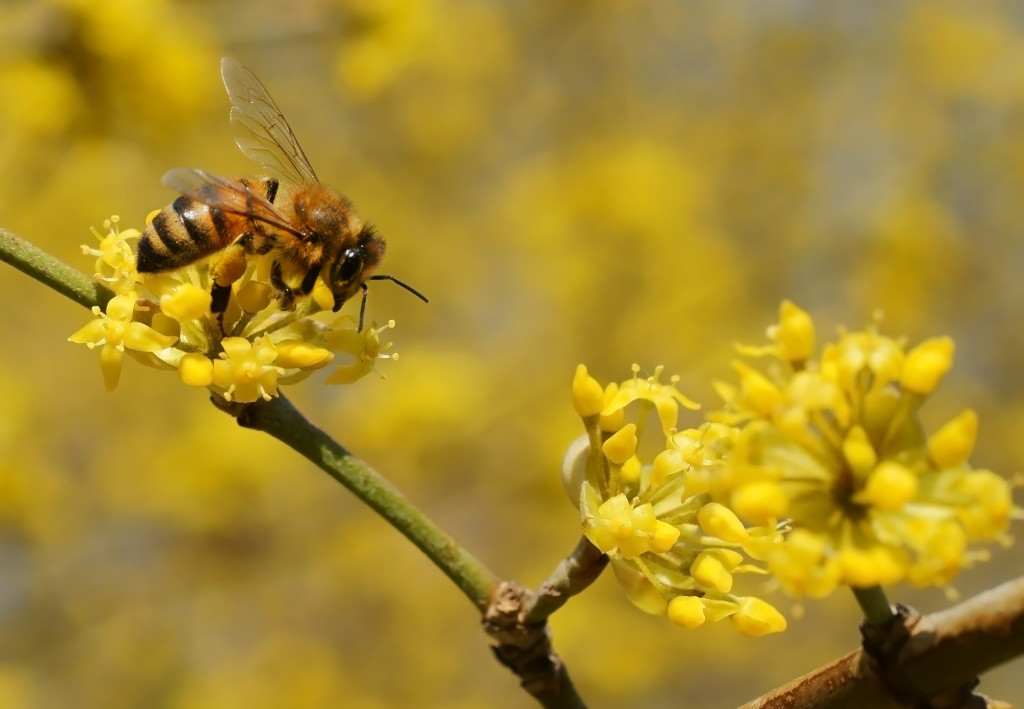 Créer une haie mellifère : Le guide pour attirer et nourrir les abeilles