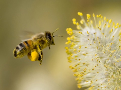 Les différents types/races d'abeilles